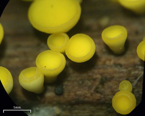 Bisporella citrina